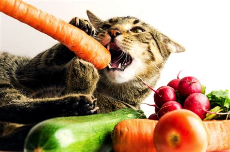 kediler ne yemek yer