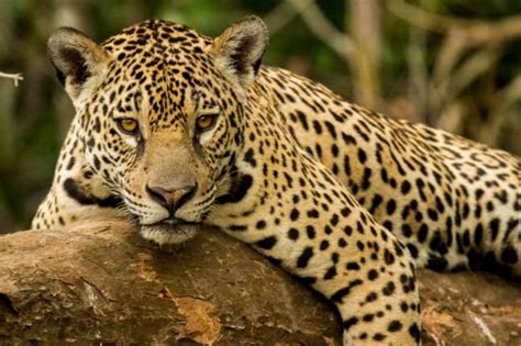 jaguar hayvan